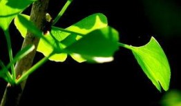 绿叶在线观看,探索自然之美，感受生命奇迹