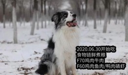 冬季宠物爆料视频,宠物们的冬季日常揭秘